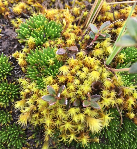 Plants and Portraits of the Paramo