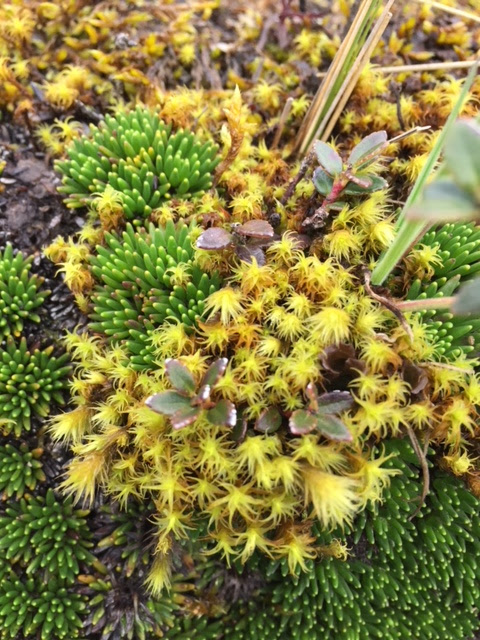 Plants and Portraits of the Paramo