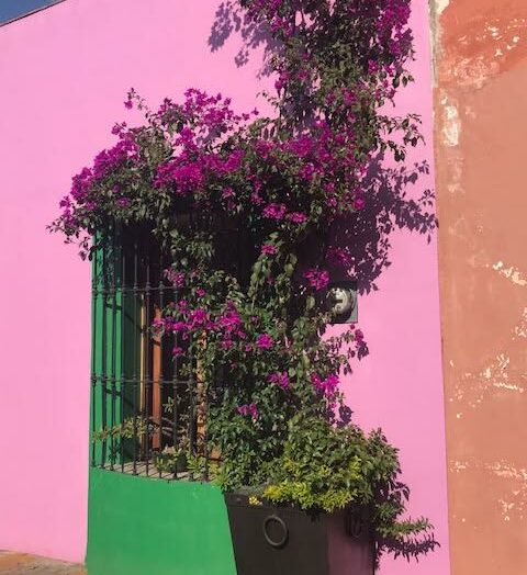Reveling in the Heartbeat of Oaxaca City, Mexico