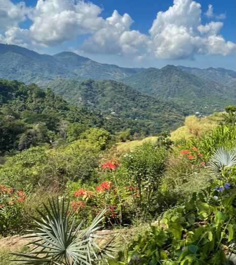 Colombian Biodiversity and the Palma de Cera