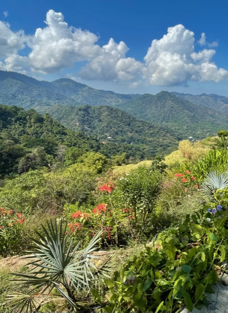 Colombian Biodiversity and the Palma de Cera