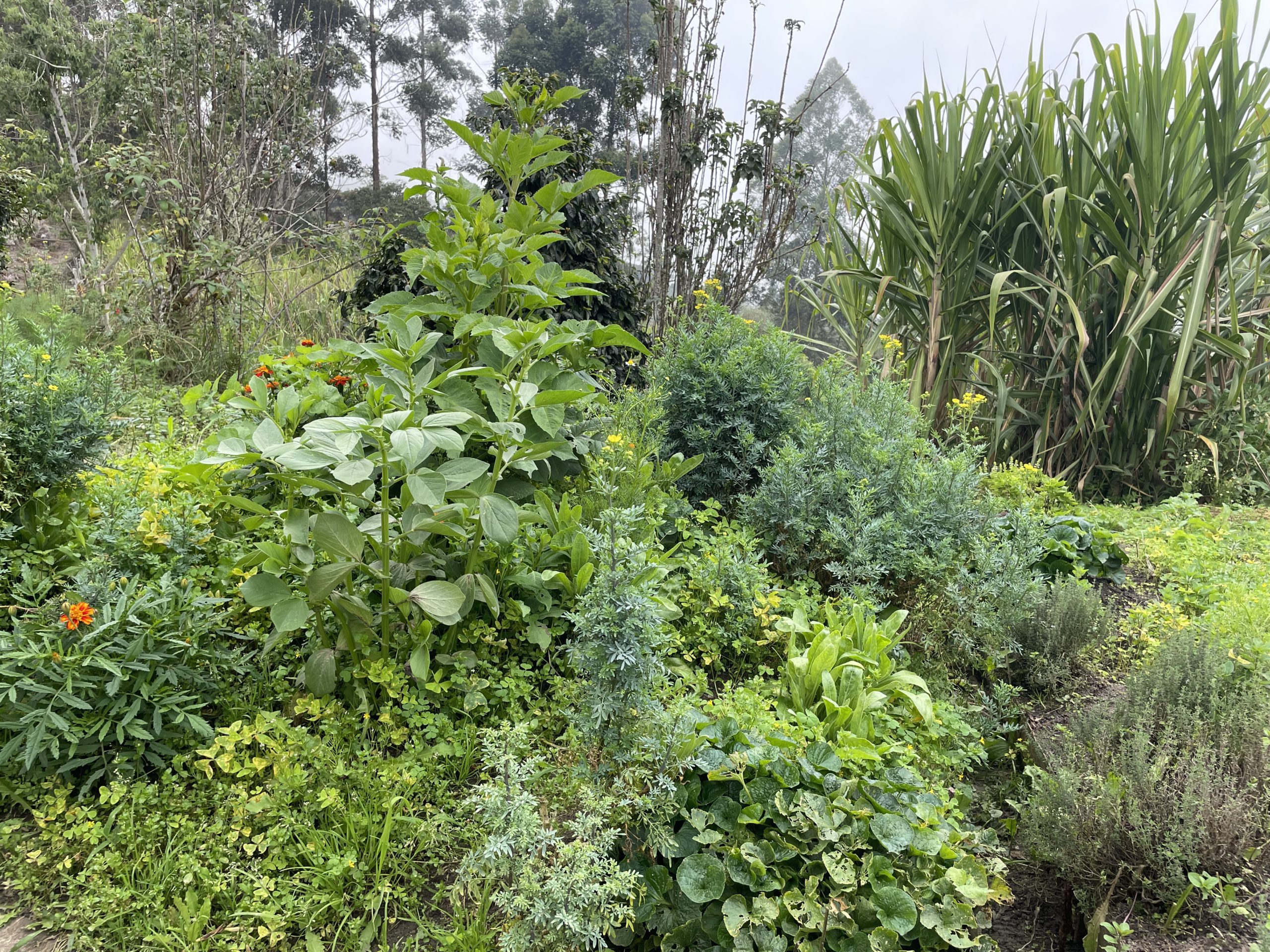 Cupainatá; a Women’s Cooperative to Conserve Native Plants, Community Health and Traditions