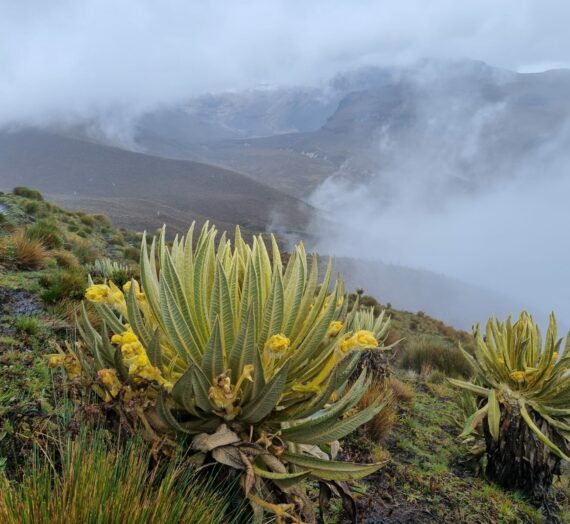 Los Nevados National Park (Parque Nacional Los Nevados)