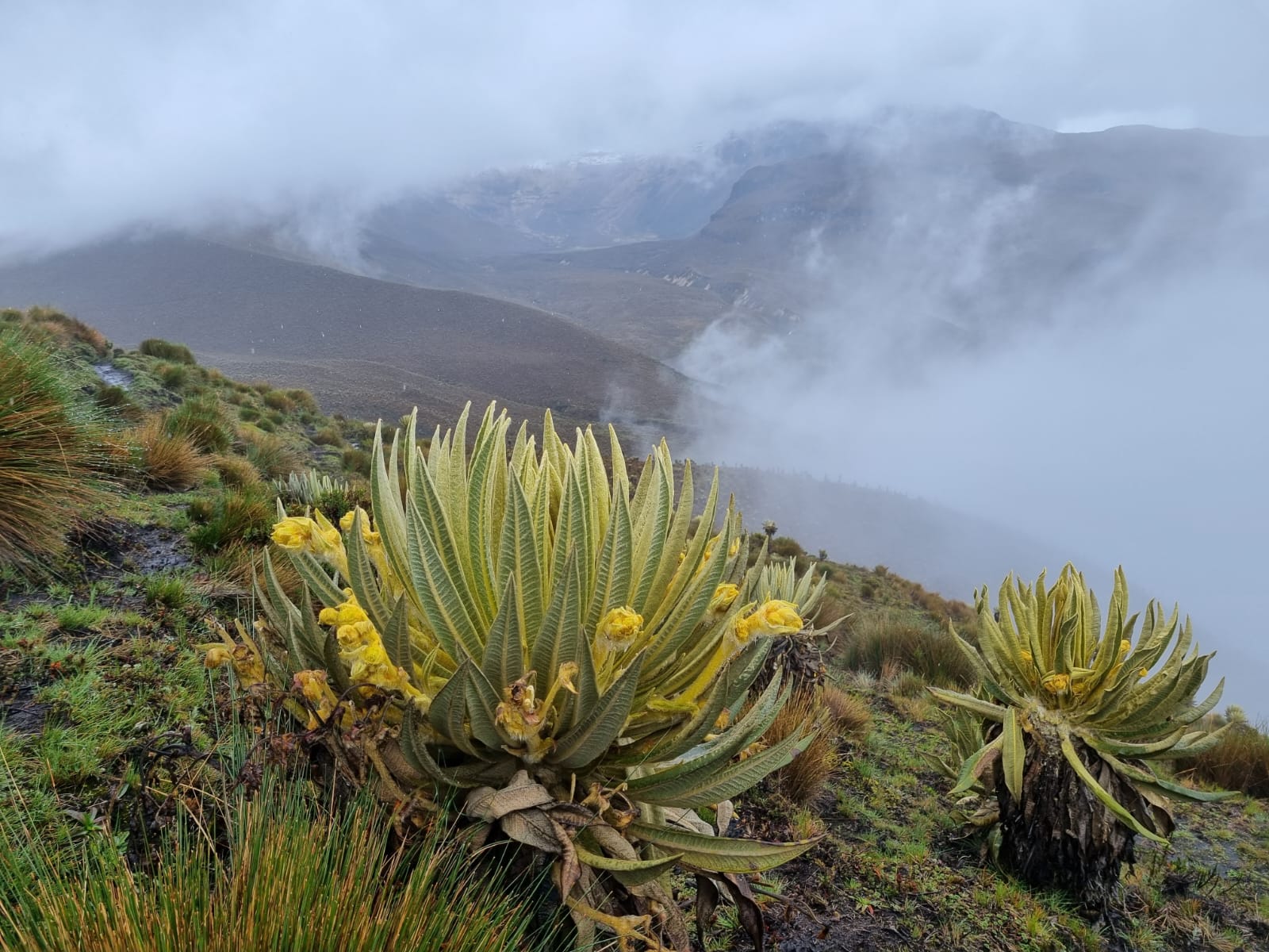 Los Nevados National Park (Parque Nacional Los Nevados)