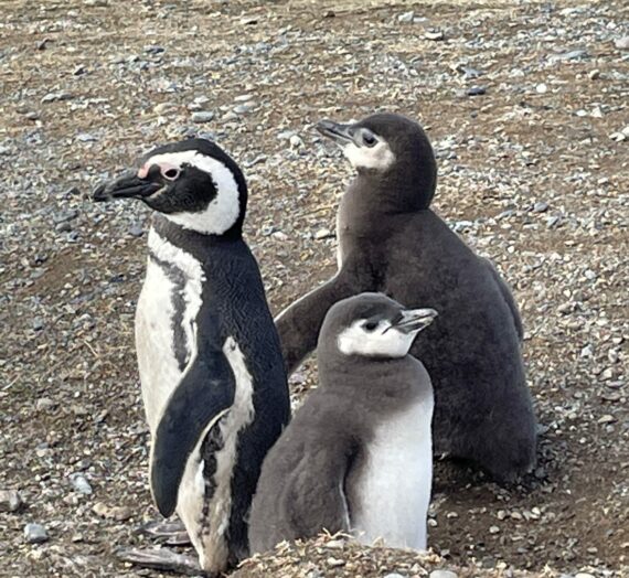 Penguins of Punta Arenas, Chile