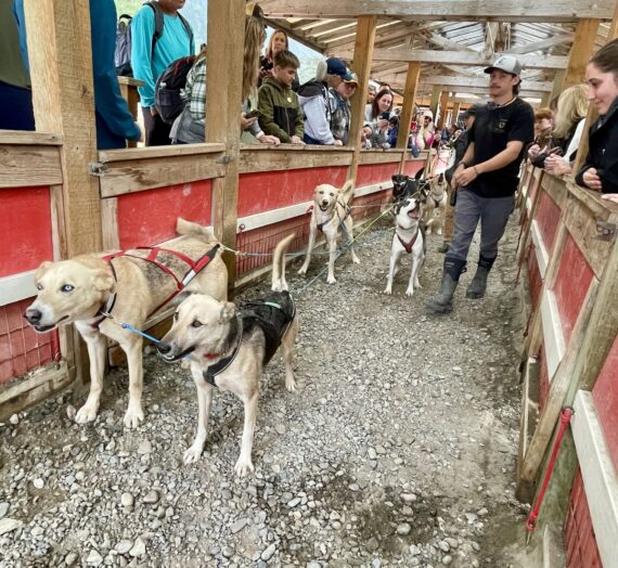 Alaska Coach Tours: Off to the Races with Dogsledding