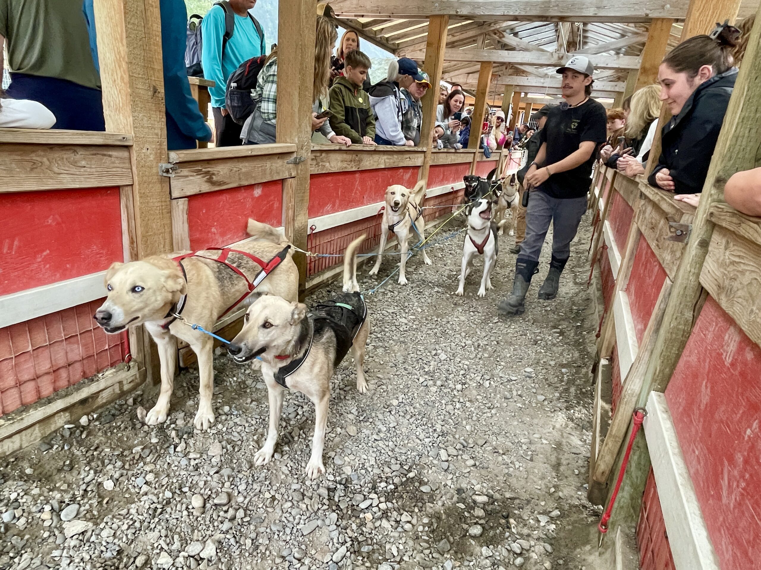 Alaska Coach Tours: Off to the Races with Dogsledding