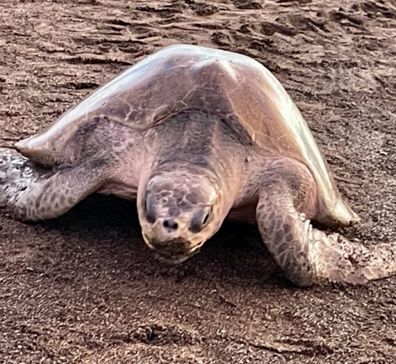 Costa Rica’s Arribada of Olive Ridley Turtles