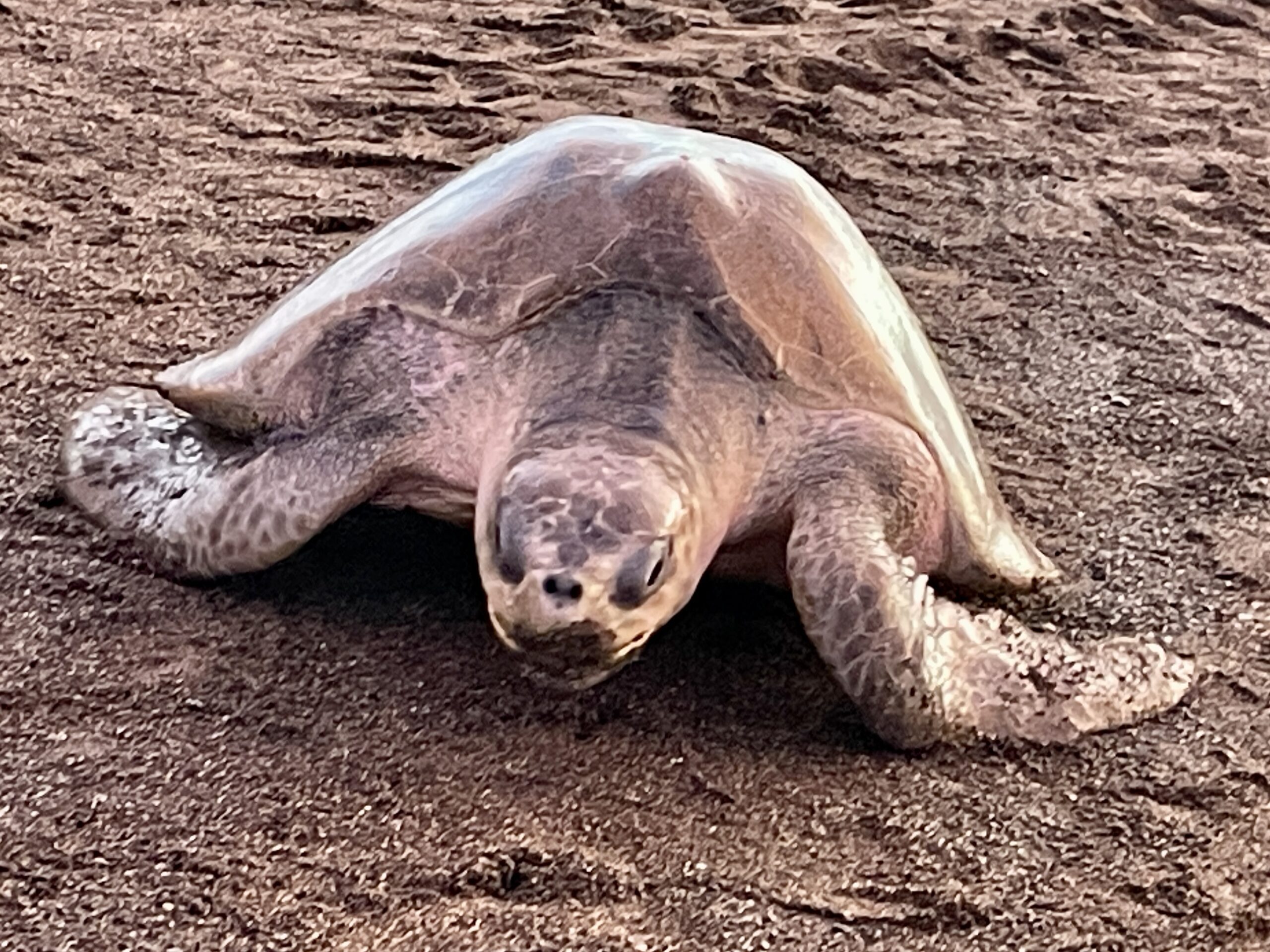 Costa Rica’s Arribada of Olive Ridley Turtles