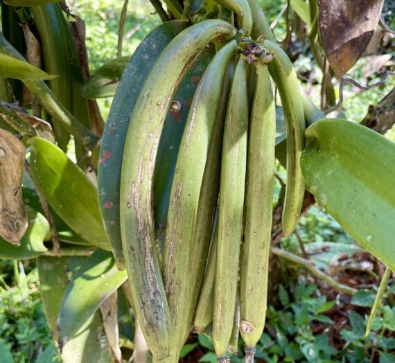 Cultivating Vanilla and Spices in Costa Rica, a Lesson in Biodynamic Agriculture