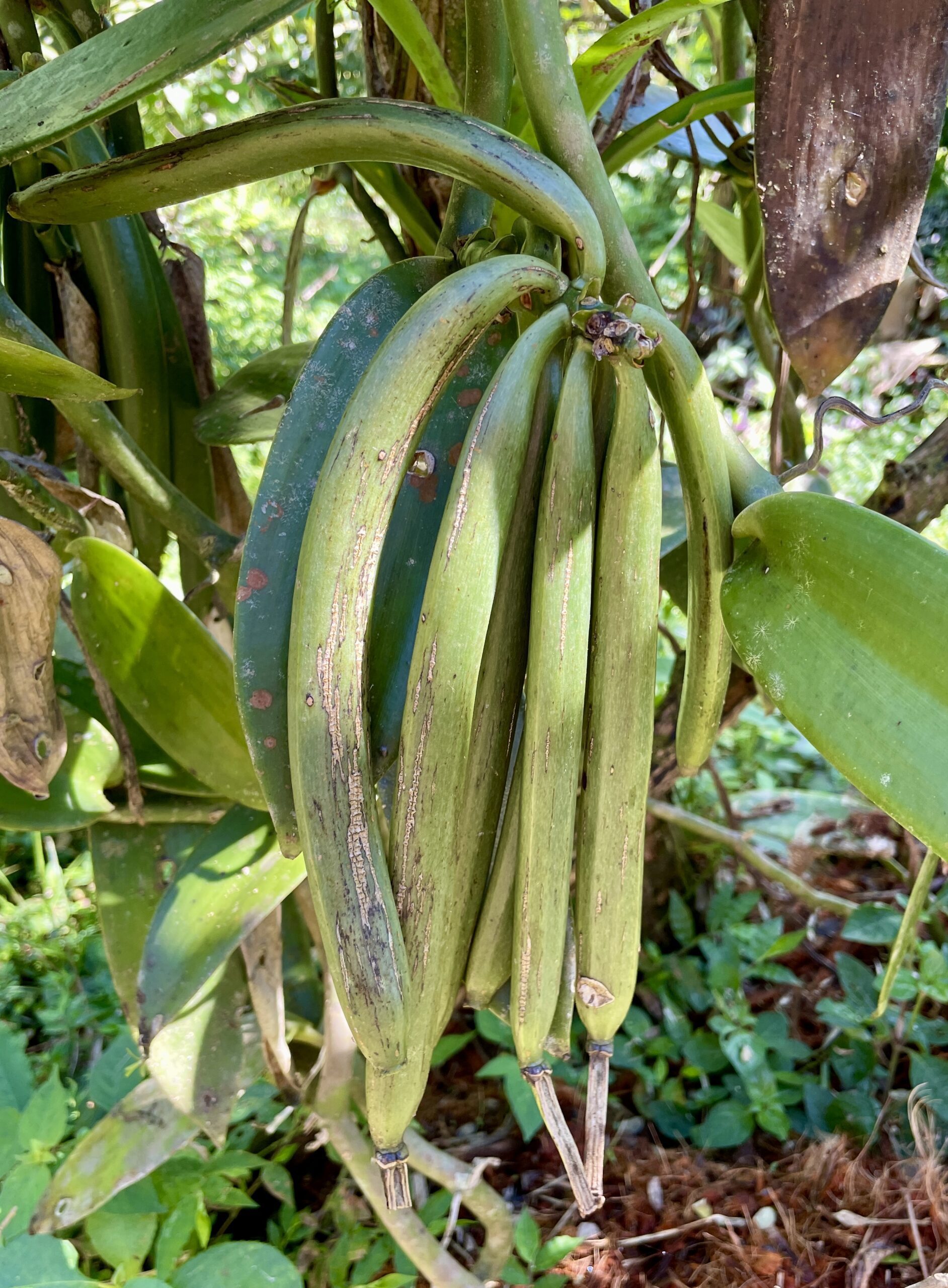 Cultivating Vanilla and Spices in Costa Rica, a Lesson in Biodynamic Agriculture