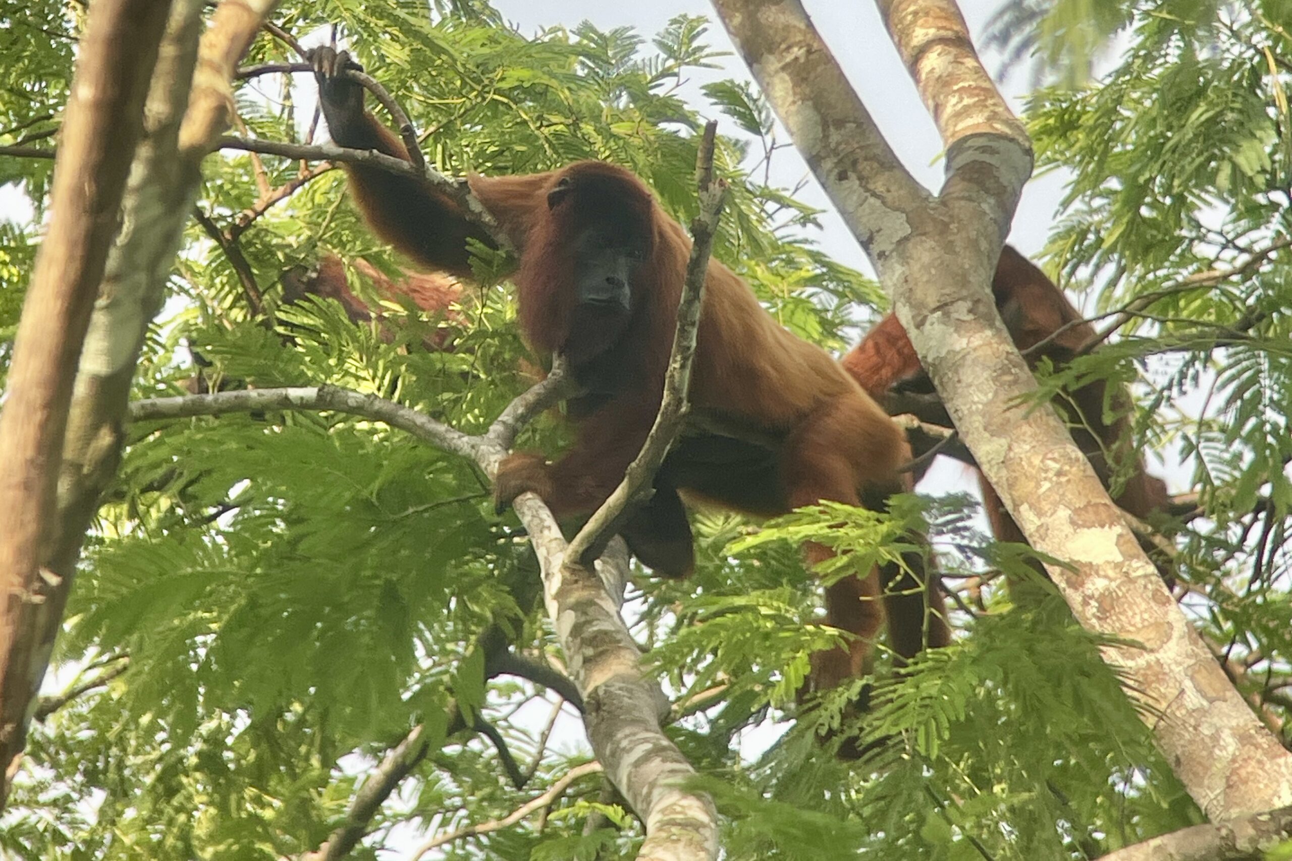 Rio Tambopata; Adventuring within the Peruvian Side of the Amazon